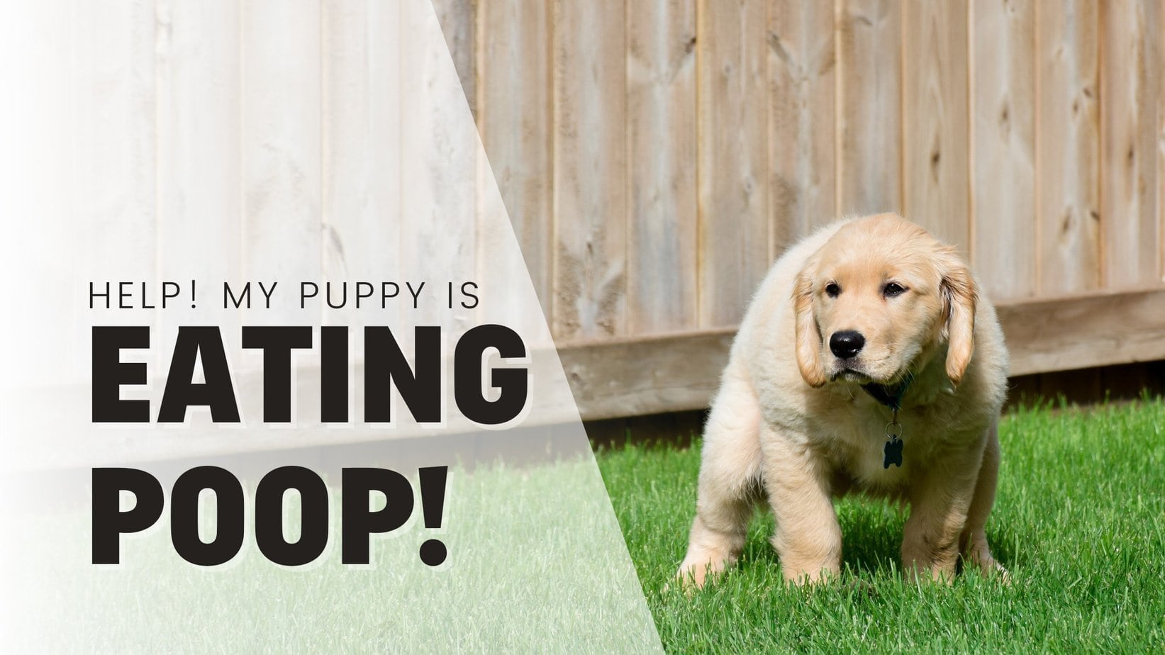 Help! My Puppy Keeps Eating Poop