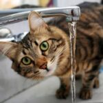 How to Spot (and Treat) Dehydration in Cats