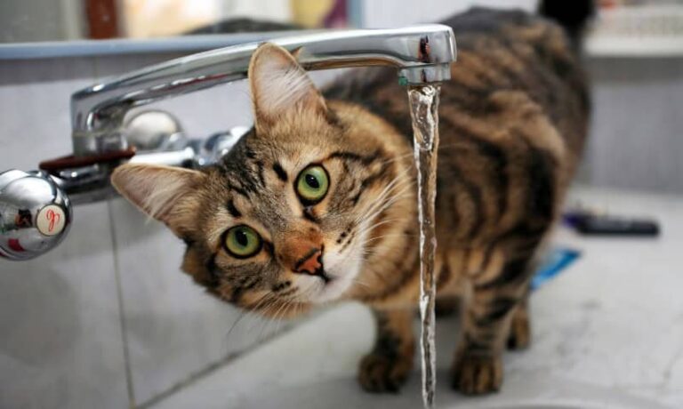 How to Spot (and Treat) Dehydration in Cats