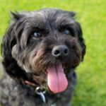 9 Best Cavapoo Breeders in California