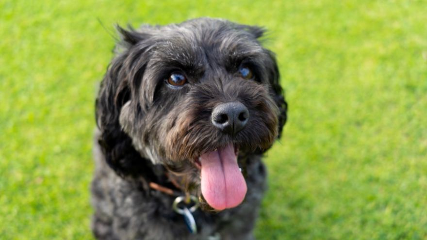 9 Best Cavapoo Breeders in California