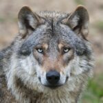 Nearly Half of Italy’s Wolves Are Part Dog Now, Thanks to Hybridization. Is That a Threat to the Species?