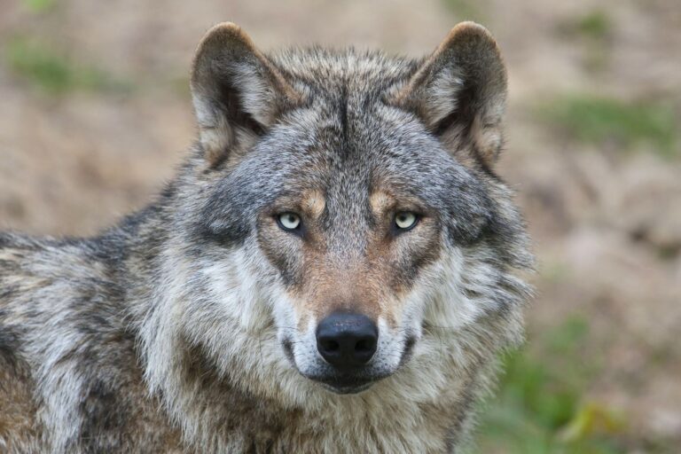 Nearly Half of Italy’s Wolves Are Part Dog Now, Thanks to Hybridization. Is That a Threat to the Species?