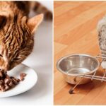 Why Do Cats Close Their Eyes When They Eat?