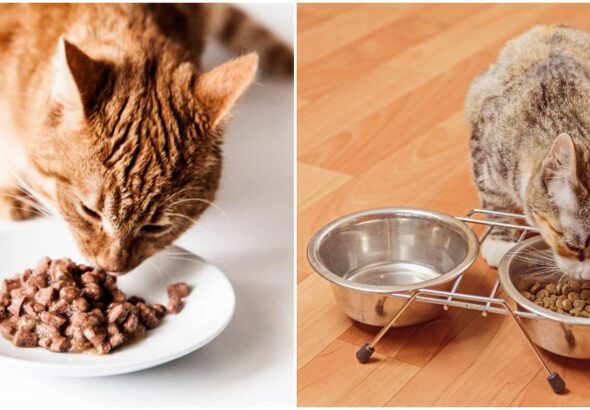 Why Do Cats Close Their Eyes When They Eat?