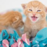 Feline Rescue Cat Tales: Help wanted: Kitten Season