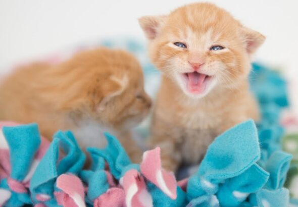 Feline Rescue Cat Tales: Help wanted: Kitten Season