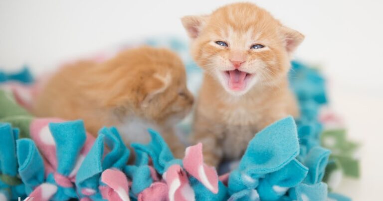 Feline Rescue Cat Tales: Help wanted: Kitten Season