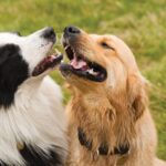 Your Dogs Used To Get Along. So, Why Don’t They Now?