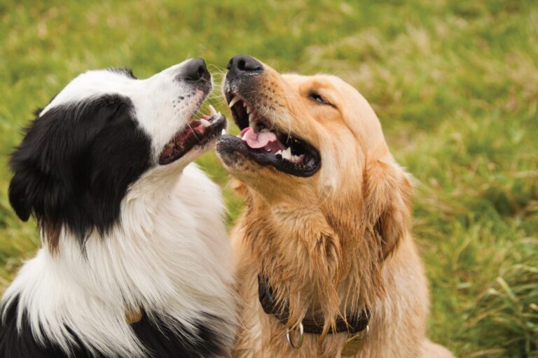 Your Dogs Used To Get Along. So, Why Don’t They Now?