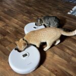 Automatic Cat Feeders: A Review from Two Kittens
