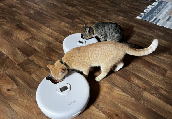 Automatic Cat Feeders: A Review from Two Kittens
