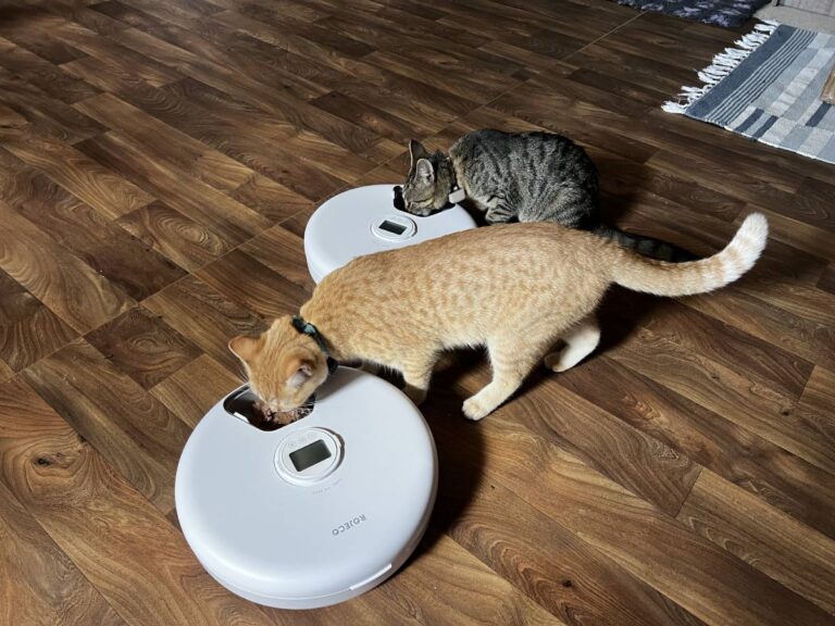 Automatic Cat Feeders: A Review from Two Kittens