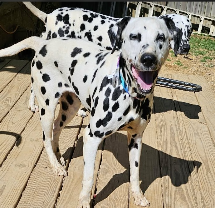 April 2026 Rocker Puppy-Dog Rescue Sponsorship Recaps – Deaf Dogs Rock