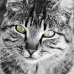 Treating Your Cat’s Chronic Kidney Disease (CKD) – A Helpful Guide