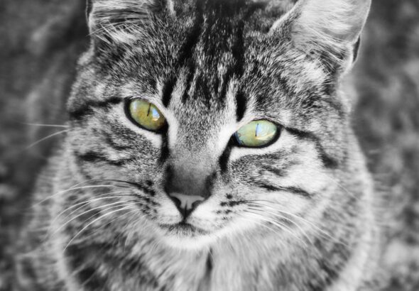 Treating Your Cat’s Chronic Kidney Disease (CKD) – A Helpful Guide