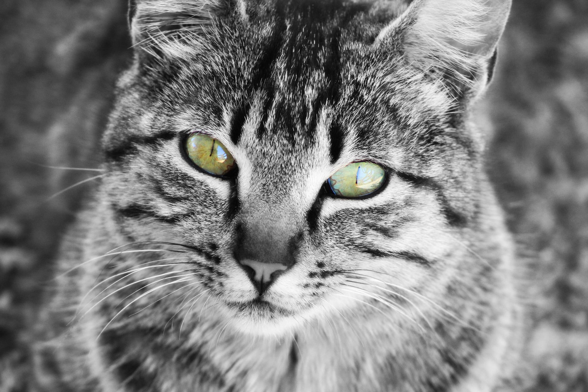 Treating Your Cat’s Chronic Kidney Disease (CKD) – A Helpful Guide