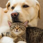 A Fresh Start for Your Rescue Pet: Revitalizing Skin Health After Adoption*