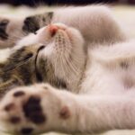 Do You Love Your Cat? Be The Best Owner You Can Be