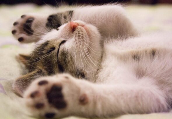 Do You Love Your Cat? Be The Best Owner You Can Be