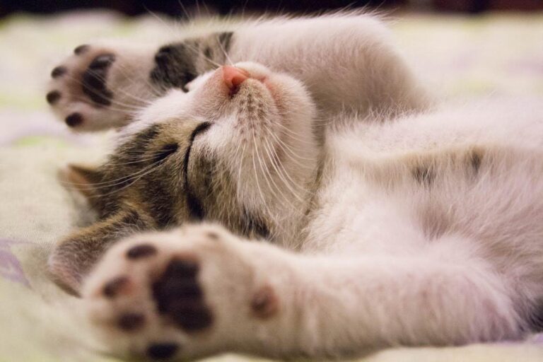 Do You Love Your Cat? Be The Best Owner You Can Be