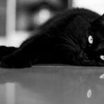 How to Protect Hardwood From Claws and Accidents