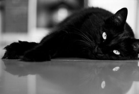 How to Protect Hardwood From Claws and Accidents