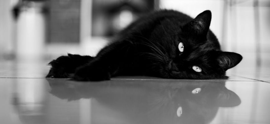 How to Protect Hardwood From Claws and Accidents
