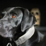 The Best Dog Collars for Large Breeds (And Why Size Really Matters)