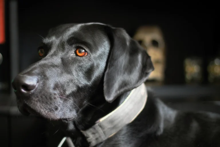 The Best Dog Collars for Large Breeds (And Why Size Really Matters)