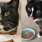 Cat Rescued with Countless Challenges Meets Every with Joy
