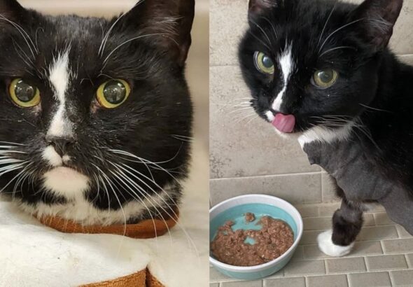Cat Rescued with Countless Challenges Meets Every with Joy
