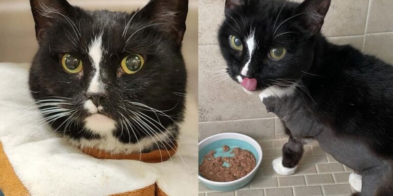 Cat Rescued with Countless Challenges Meets Every with Joy