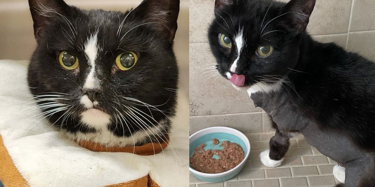 Cat Rescued with Countless Challenges Meets Every with Joy