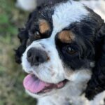 How I Finally Helped My Cocker Spaniel’s Chronic Itching