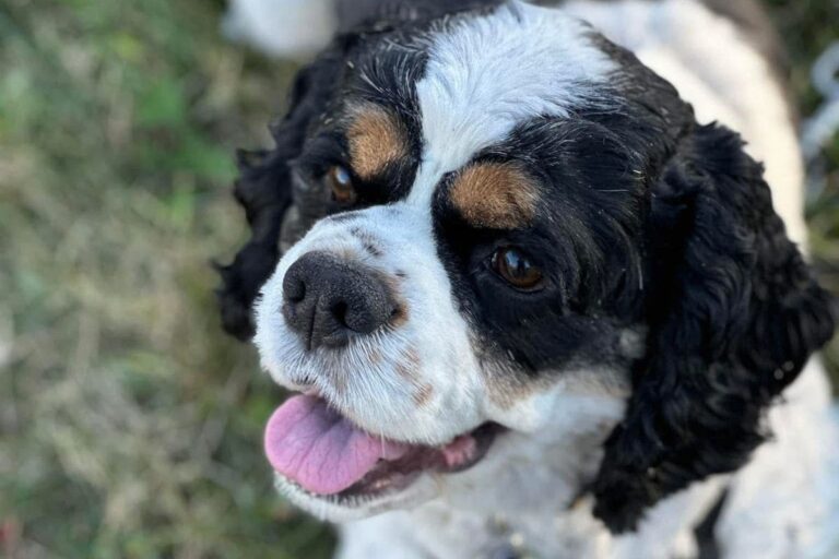 How I Finally Helped My Cocker Spaniel’s Chronic Itching