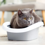 How to Train a Cat to Use a Litter Box
