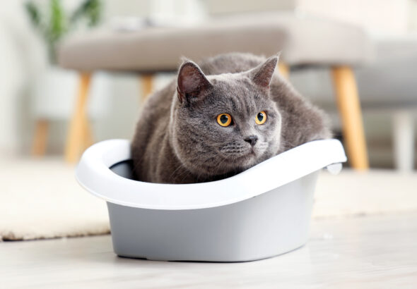 How to Train a Cat to Use a Litter Box
