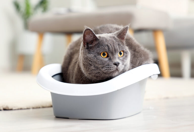 How to Train a Cat to Use a Litter Box