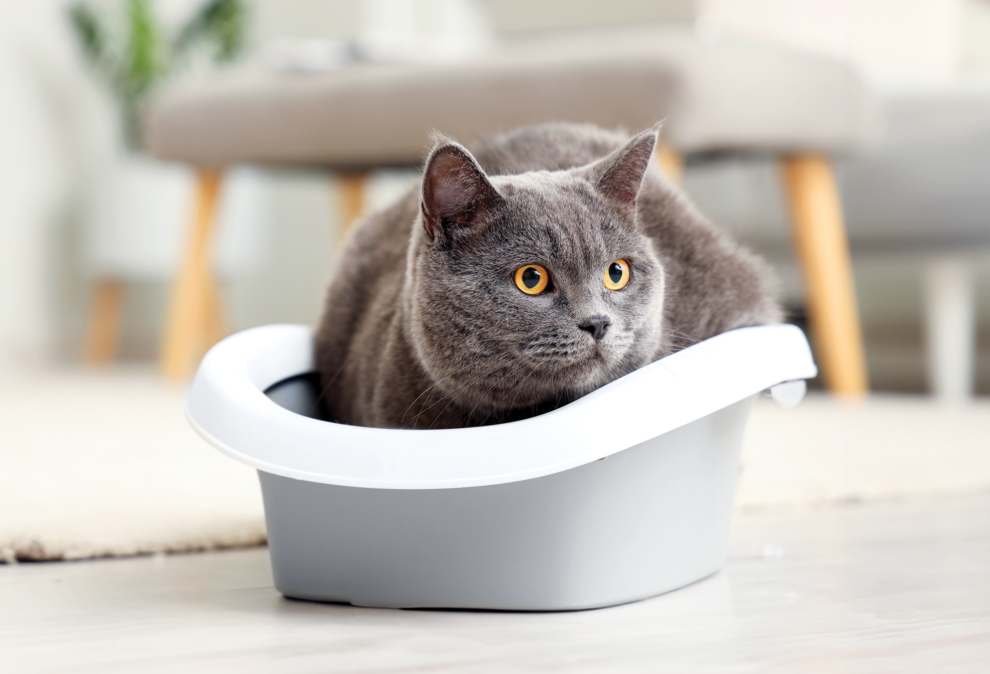 How to Train a Cat to Use a Litter Box