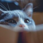WRITING TEACHES WRITING | Mollie Hunt: Crazy Cat Lady Mysteries and more