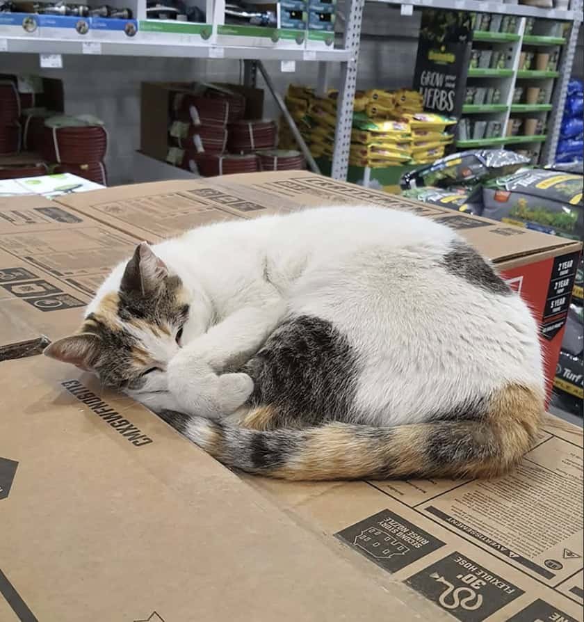 Screenshot-2025-12-21-at-2.46.30-PM-1 The Best Cat Stories of 2025 human animal bond cats cat adoption Screenshot-2025-12-21-at-2.46.30-PM-1 The Best Cat Stories of 2025 human animal bond cats cat adoption