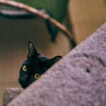 The Best Cat Stories of 2025