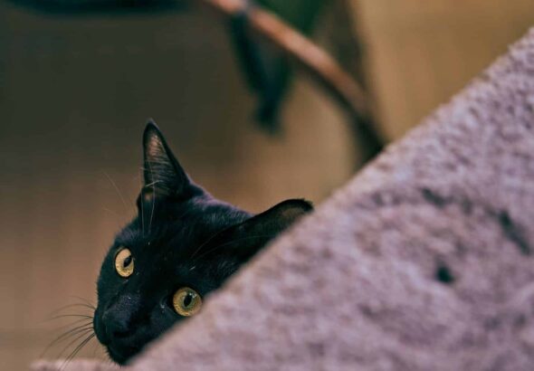 The Best Cat Stories of 2025