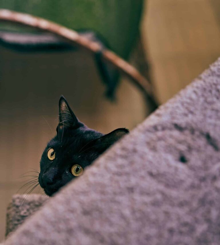 The Best Cat Stories of 2025