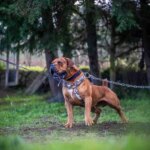 How to Choose the Right Family Guardian Dog