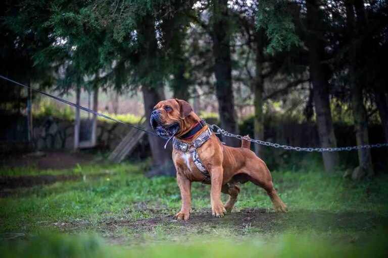 How to Choose the Right Family Guardian Dog