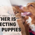 Help! Our Breeder Says Mother Dog Is “Rejecting” Her 4–6 Week Puppies?