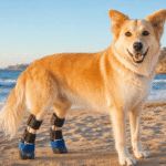 Mohga Is Egypt’s First Dog With Prosthetic Legs Thanks To iHeartDogs Supporters