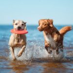 The Risks of Water Intoxication in Dogs